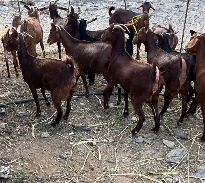 غنم دهم صنف محايليات 4