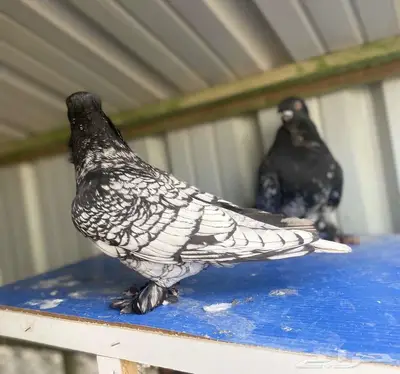 زوج توربيد فراشه فاخر index