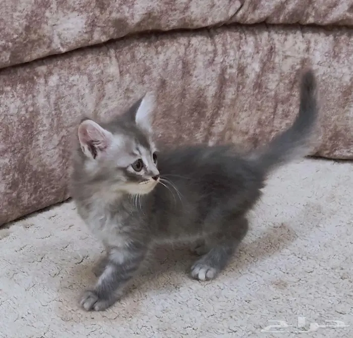 قطط صغيرة 2