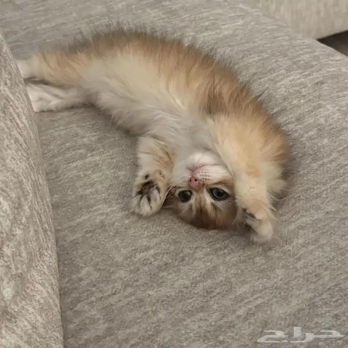 قطة سكوتش فولد لونق هير - انثى 0