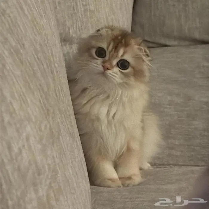 قطة سكوتش فولد لونق هير - انثى 1