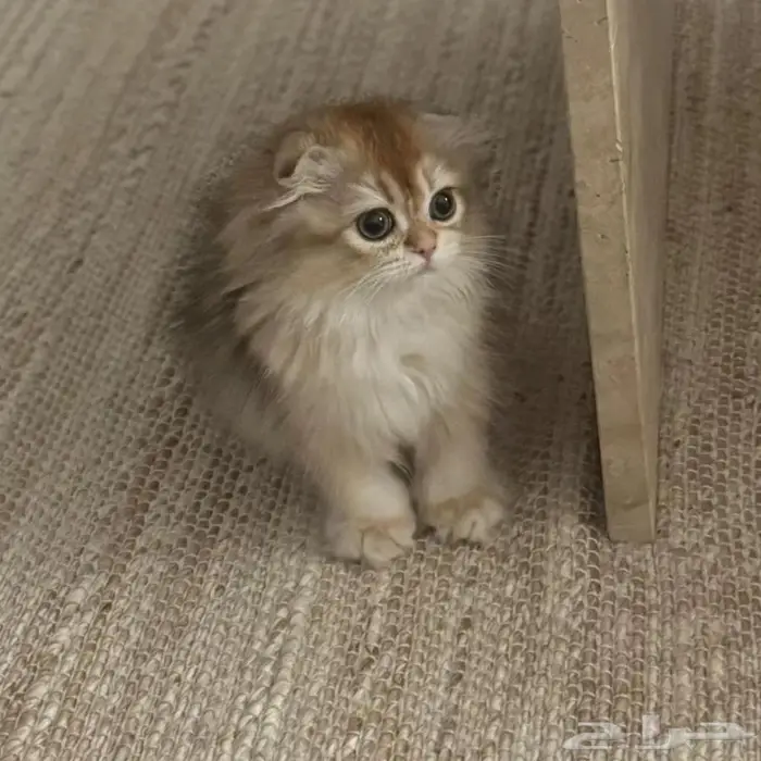 قطة سكوتش فولد لونق هير - انثى 2