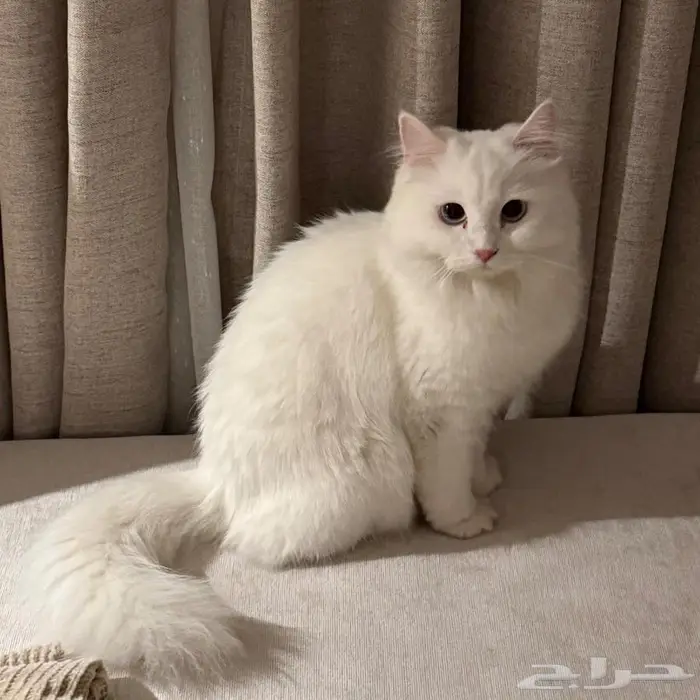 قطة شيرازية للتبني 0