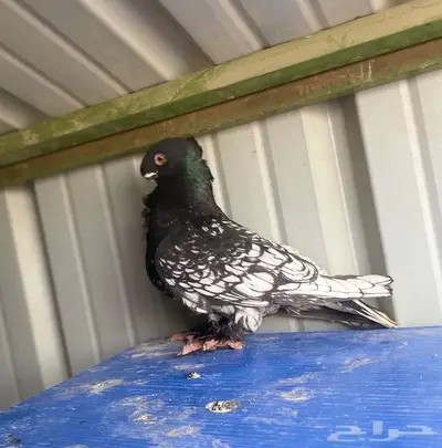 زوج توربيد فراشه فاخر index