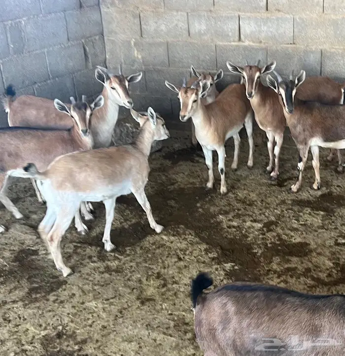 معزا حص جنوبيات لون الصيد هجين وعل مهجن 10