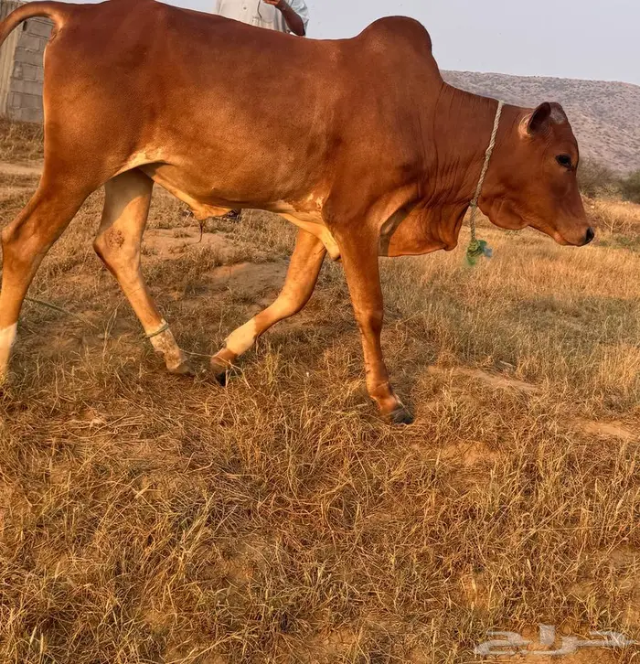 ثور للبيع 0