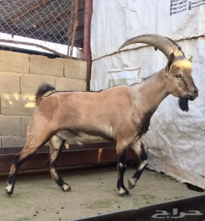 معزا حص جنوبيات لون الصيد هجين وعل مهجن 1