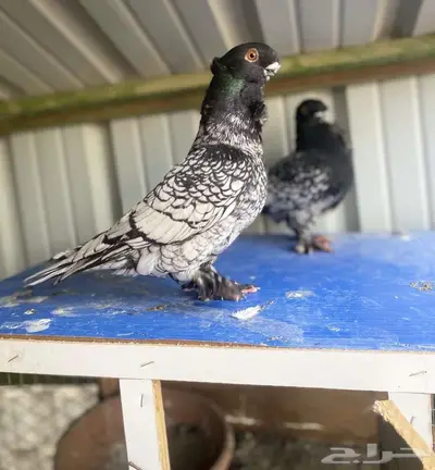 زوج توربيد فراشه فاخر index