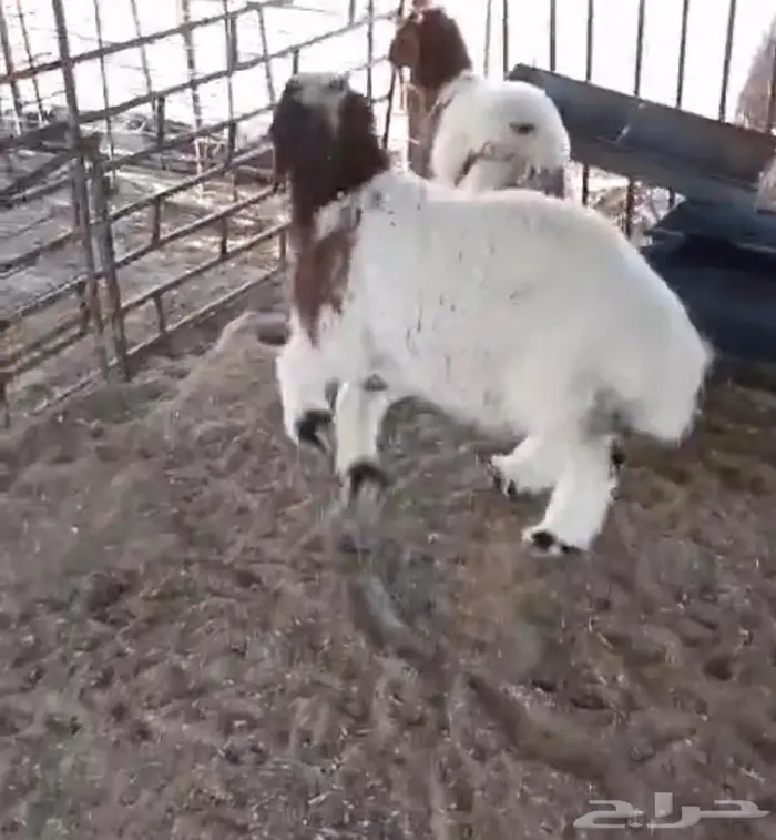 هرافى نعيم للبيع 4