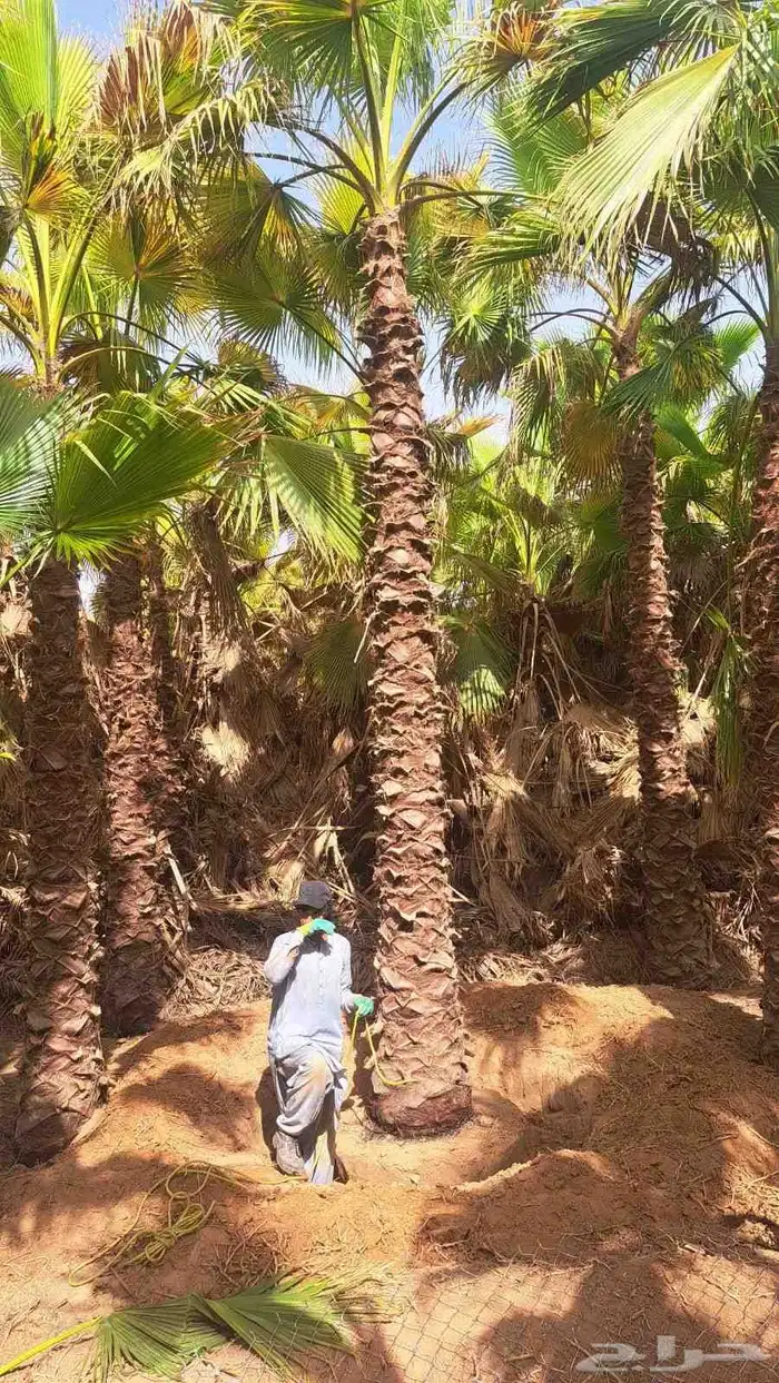 نخل للبيع طالع بتجاه تبوك بجميع مقاساته 9