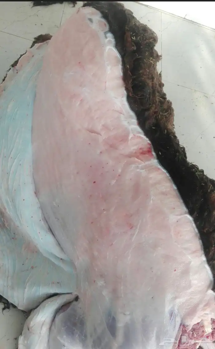 حاشي بلدي فاخرر ذبح يومي 0