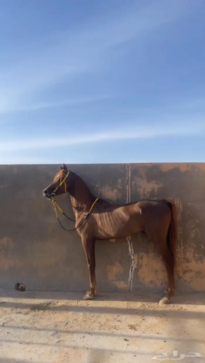 حصان اشقر 3