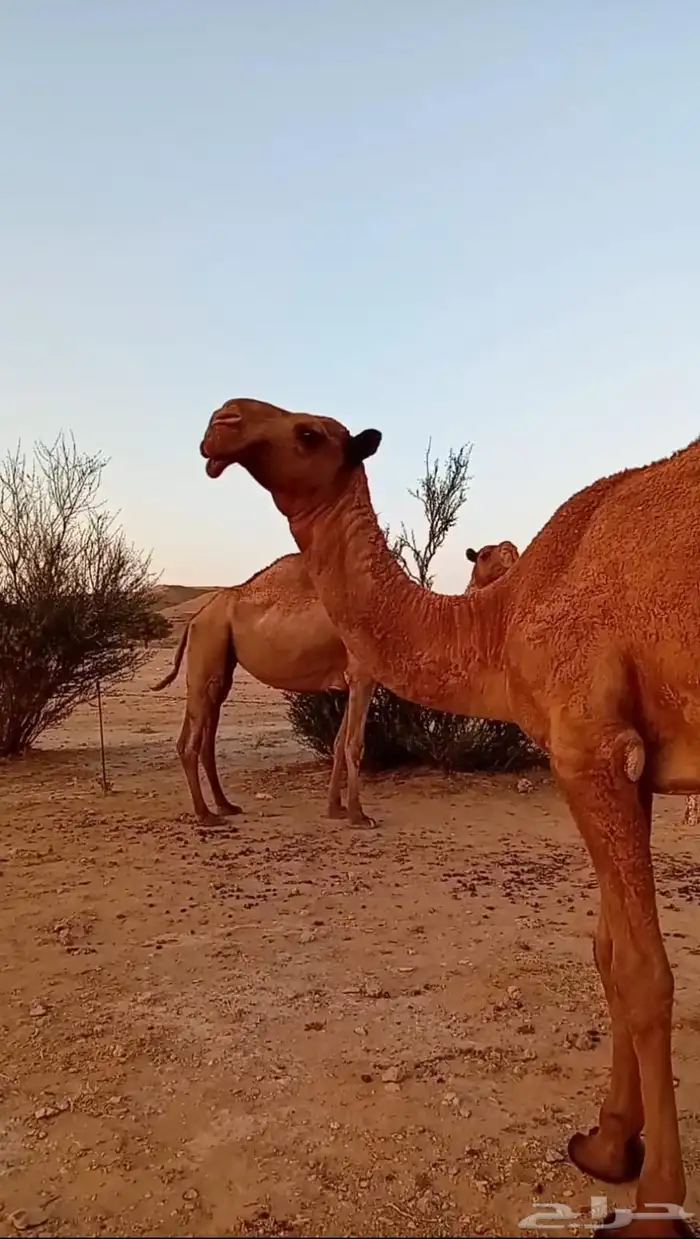 بكره كفو على بعير عيد ابن طلق أبوها ولد المتحدي 3