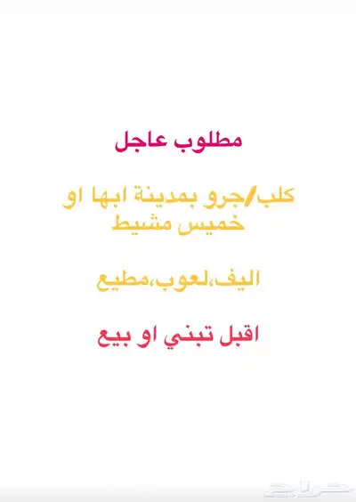 مطلوب كلب للبيع او للتبني ابها خميس مشيط 0