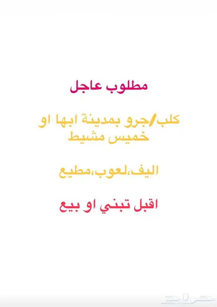 مطلوب كلب للبيع او للتبني ابها خميس مشيط 0