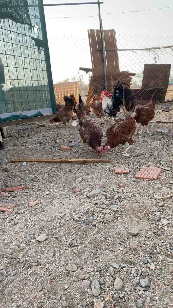 سلام عليكم ورحمة الله وبركاته دجاجة صحة طيبة ودجاج فرنسي يو 1