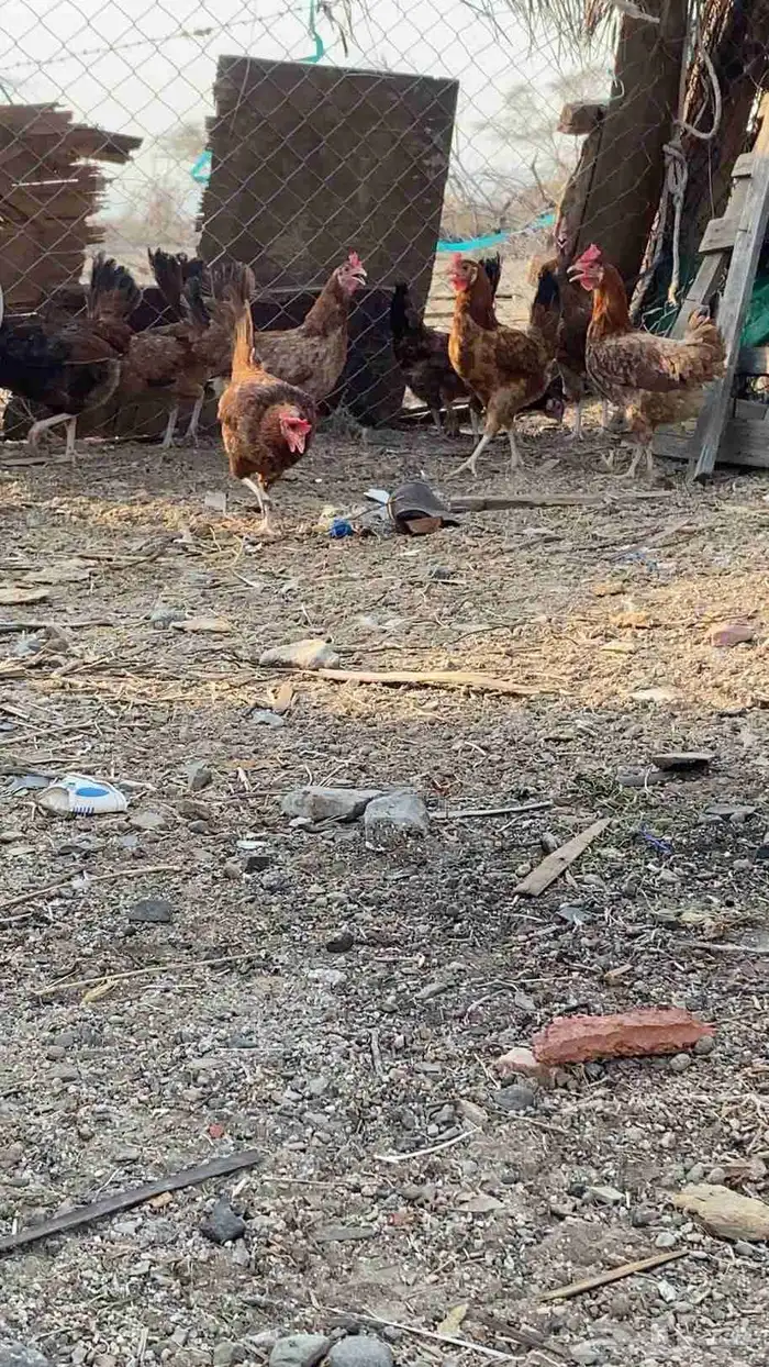 سلام عليكم ورحمة الله وبركاته دجاجة صحة طيبة ودجاج فرنسي يو 3