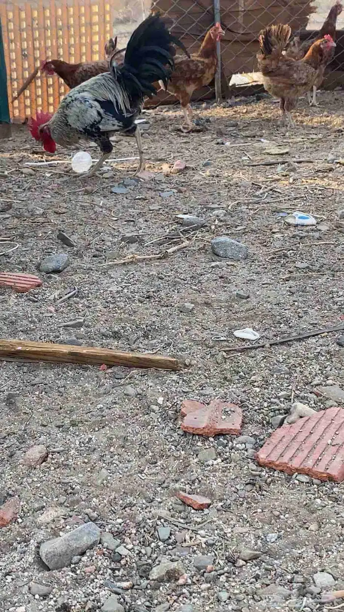 سلام عليكم ورحمة الله وبركاته دجاجة صحة طيبة ودجاج فرنسي يو 5