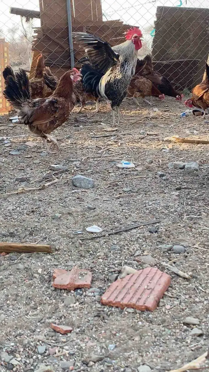 سلام عليكم ورحمة الله وبركاته دجاجة صحة طيبة ودجاج فرنسي يو 2