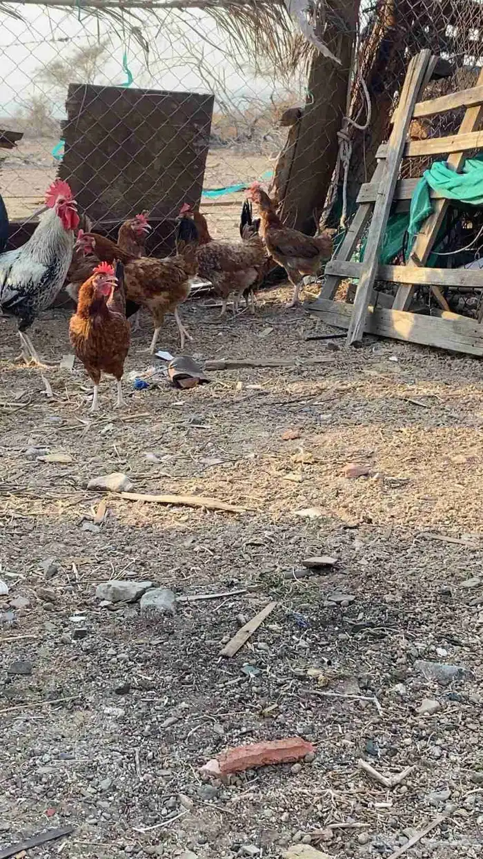 سلام عليكم ورحمة الله وبركاته دجاجة صحة طيبة ودجاج فرنسي يو 6