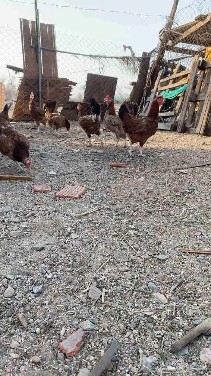 سلام عليكم ورحمة الله وبركاته دجاجة صحة طيبة ودجاج فرنسي يو 0