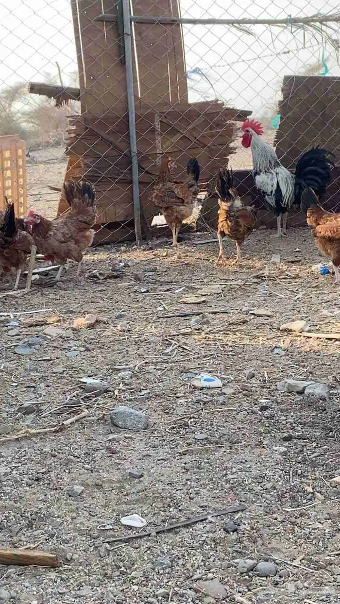 سلام عليكم ورحمة الله وبركاته دجاجة صحة طيبة ودجاج فرنسي يو 4