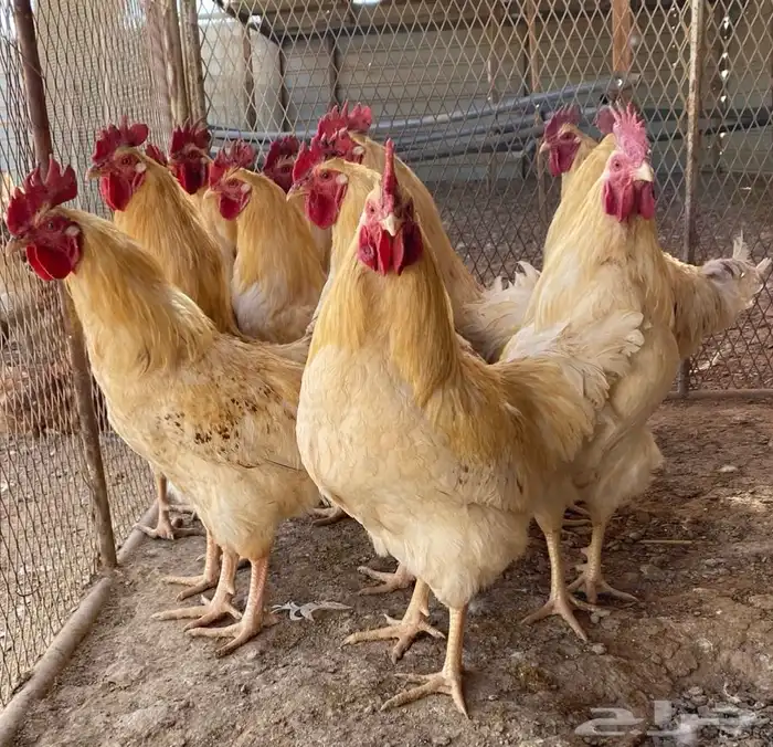 دجاج لوهمان براون الماني بيور دم صافي مستورد 3