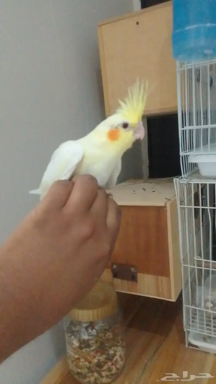 فروخ غر كوكتيل عمر شھرين السعر 200 ريال للفرخ 1