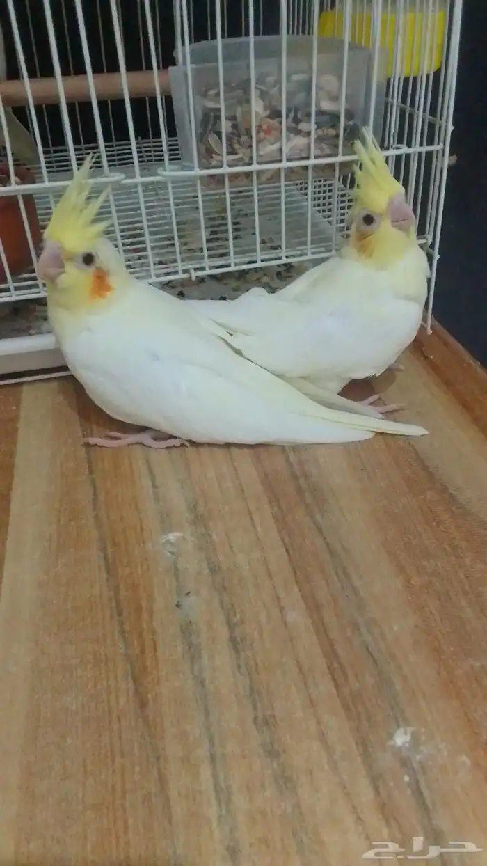 فروخ غر كوكتيل عمر شھرين السعر 200 ريال للفرخ 0