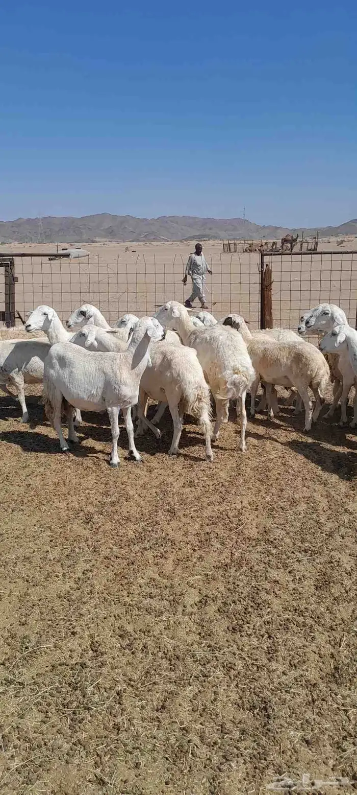 ضأن حري ولد للبيع 3