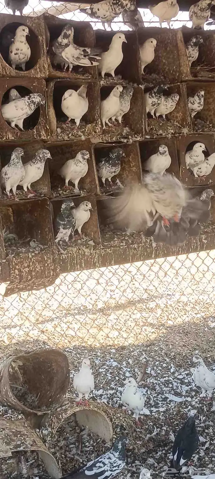 حمام للبيع 0