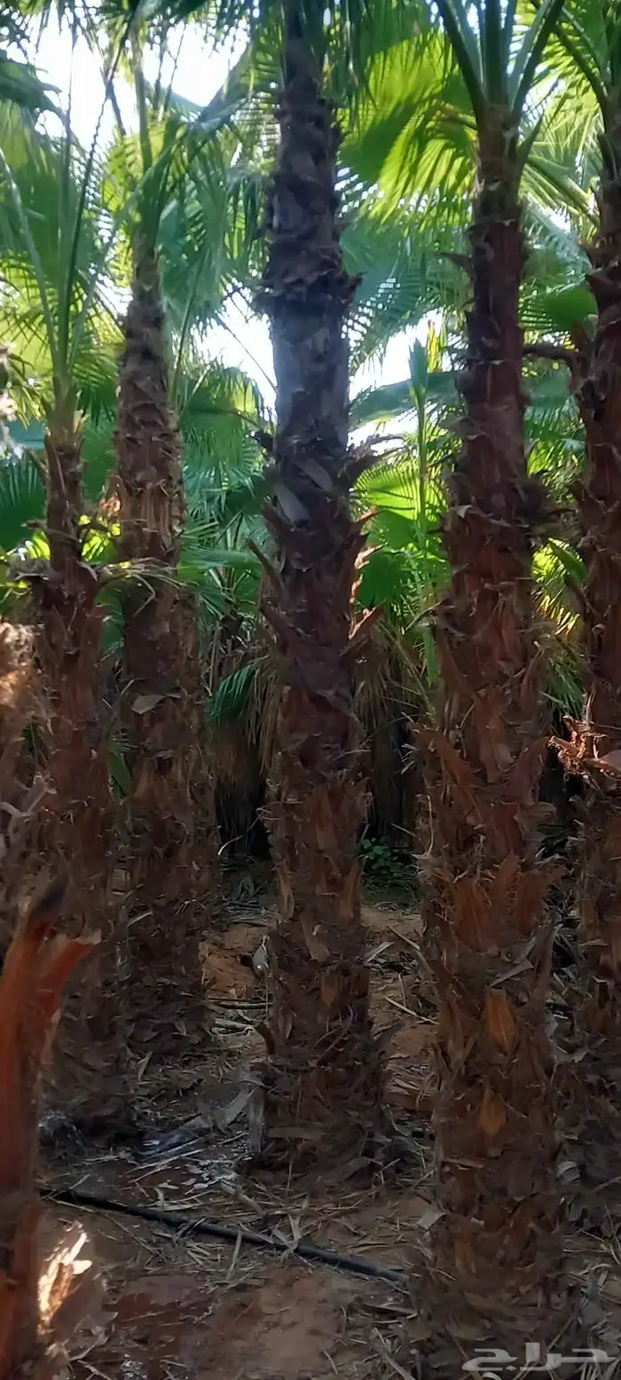 نقوم بتوريد جميع انواع النخيل وتركيب الشبوك 5