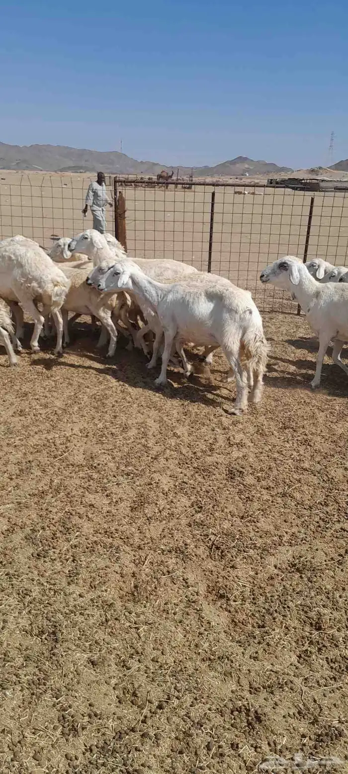 ضأن حري ولد للبيع 2