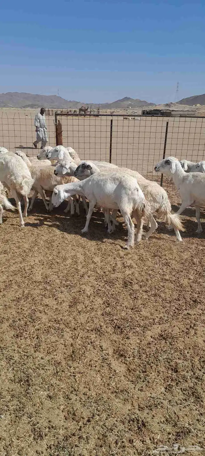 ضأن حري ولد للبيع 1