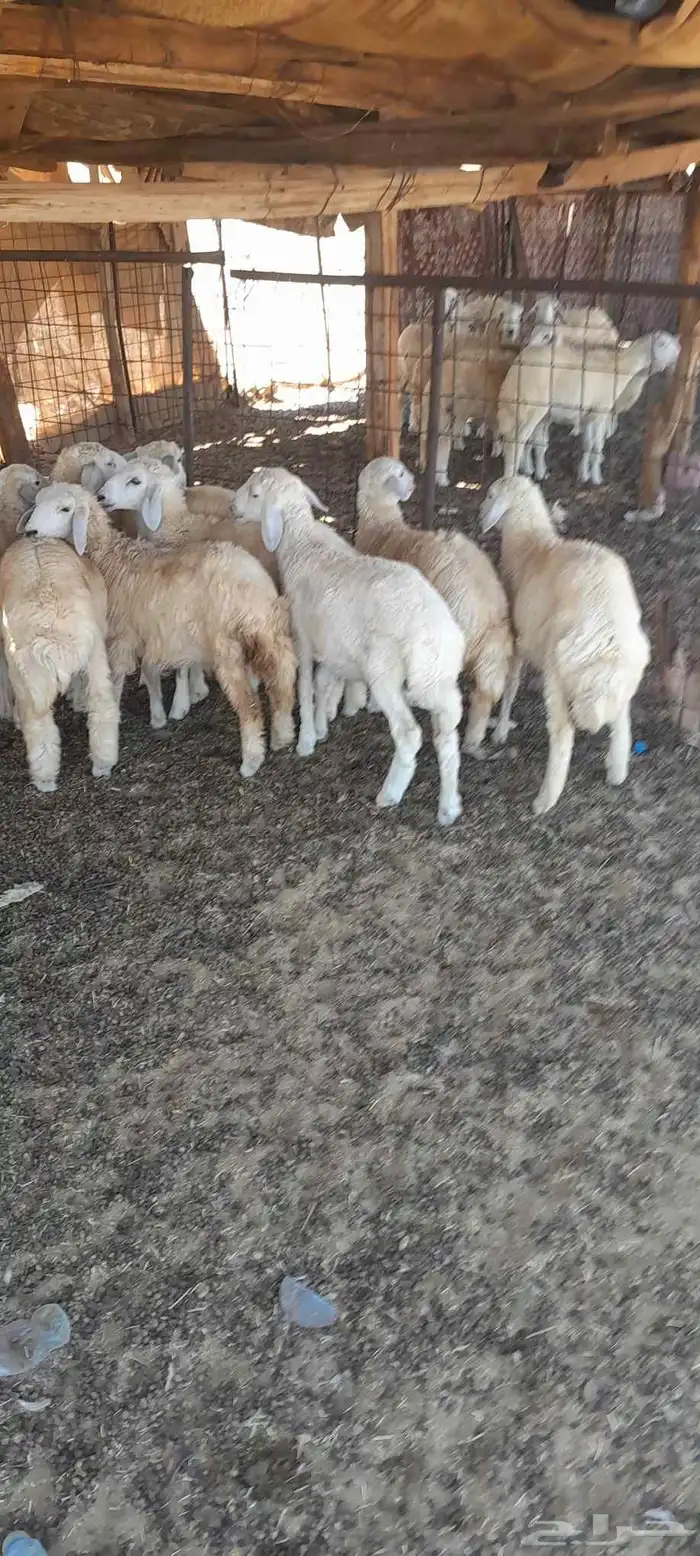 ضأن حري ولد للبيع 5