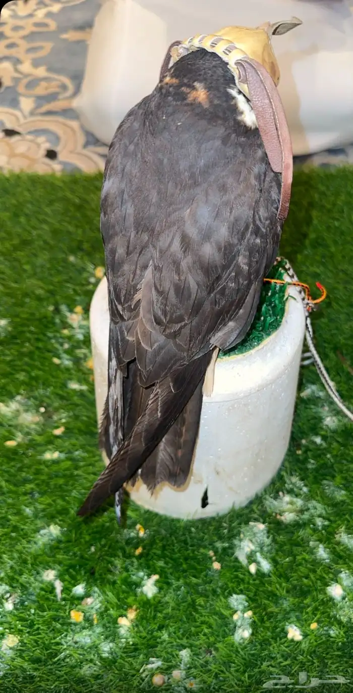 بكه او جليميه للبيع 0