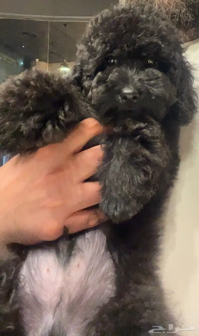 للبيع جرو بيور توي بودل مستوى عالي لون ملكي 9