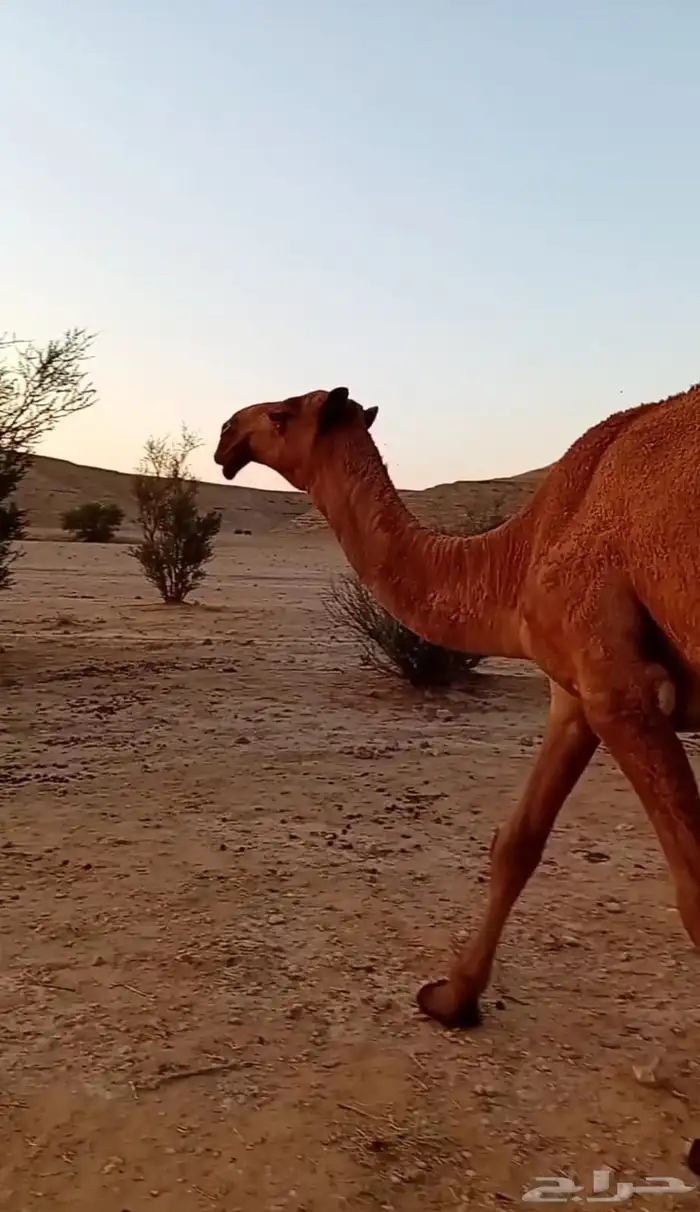 بكره كفو على بعير عيد ابن طلق أبوها ولد المتحدي 2