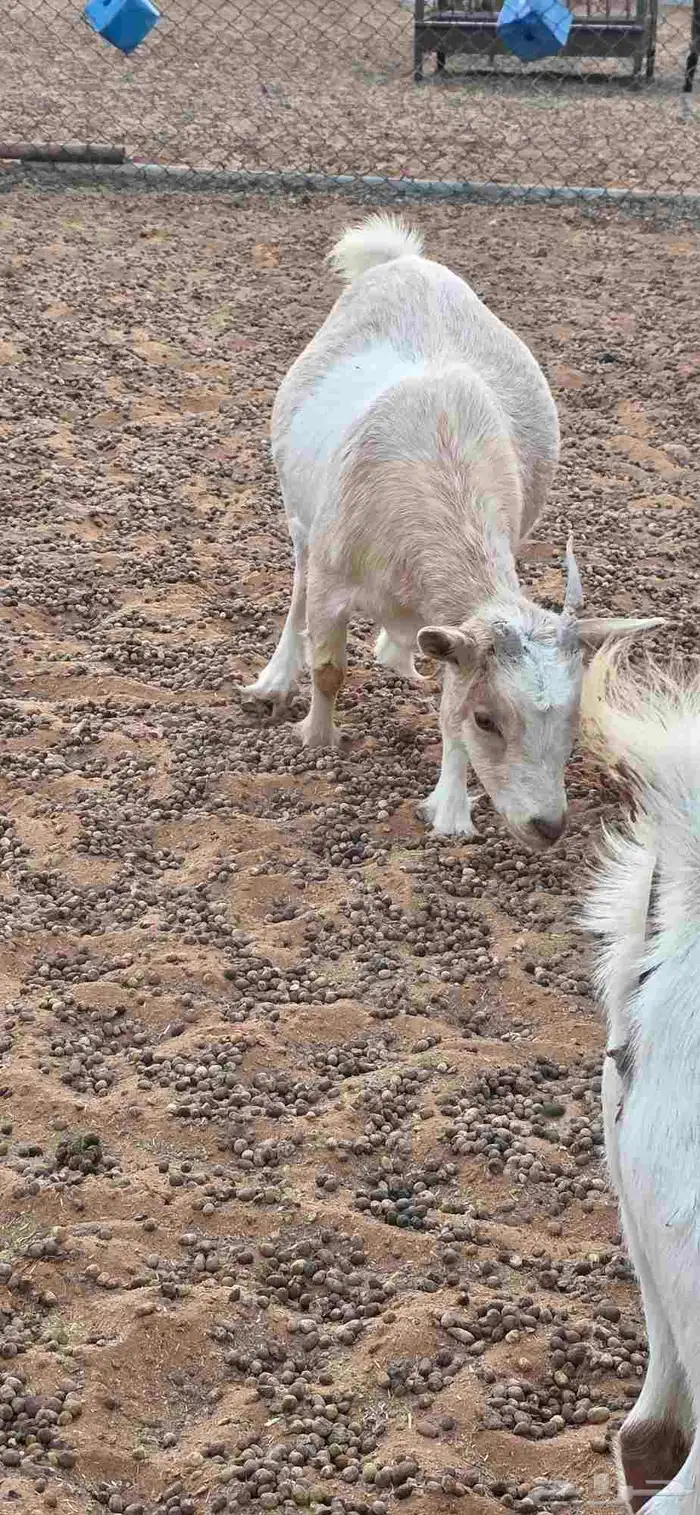 ماعز قزم أمهات فواخر دفيع من تيس خصم ابيض صافي 9