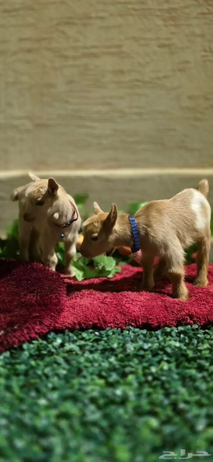 ماعز قزم مستوا خرافي ولوان مميزه فواخر 3