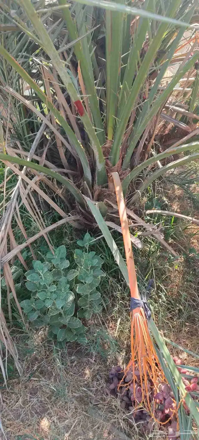 فروخ صقعي مجدول عجوه للبيع 0