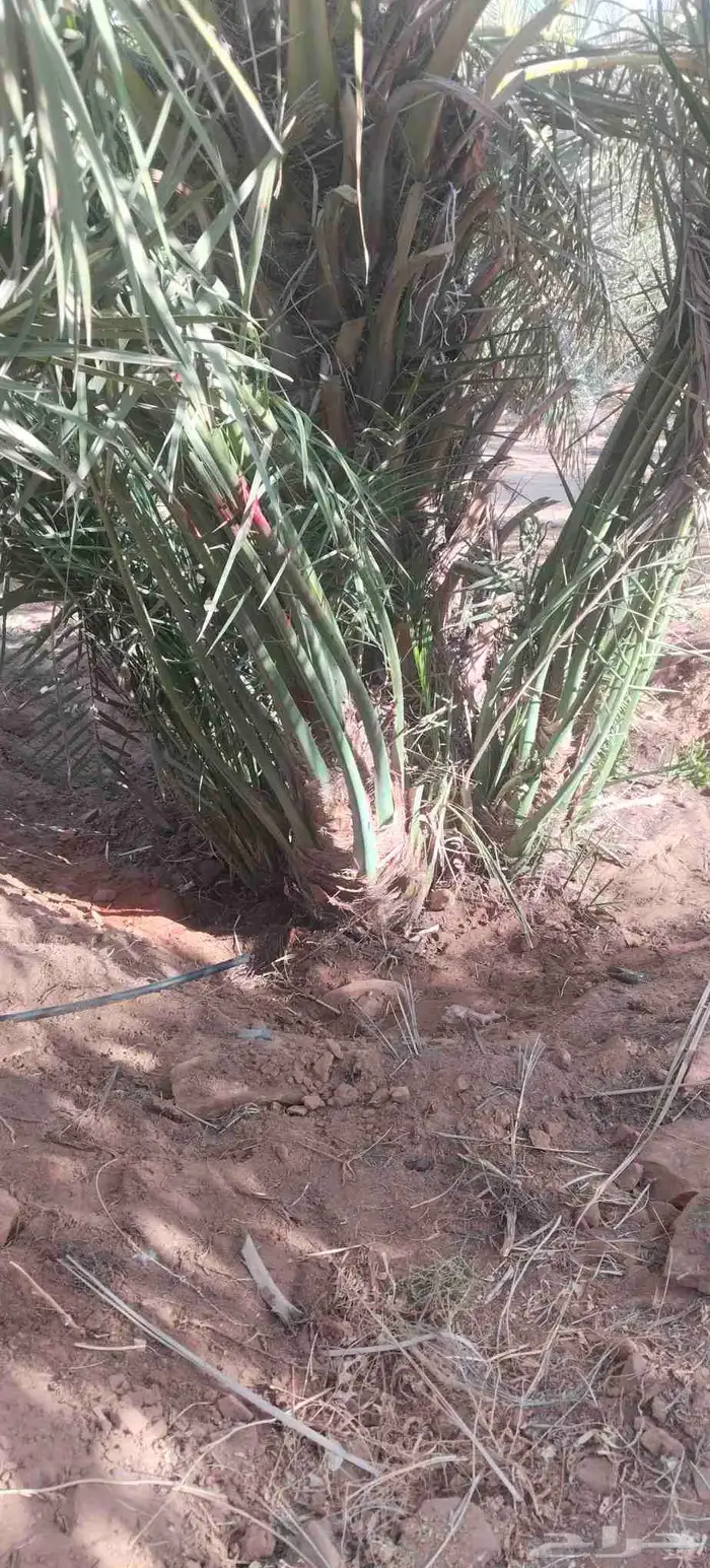 فروخ صقعي مجدول عجوه للبيع 2