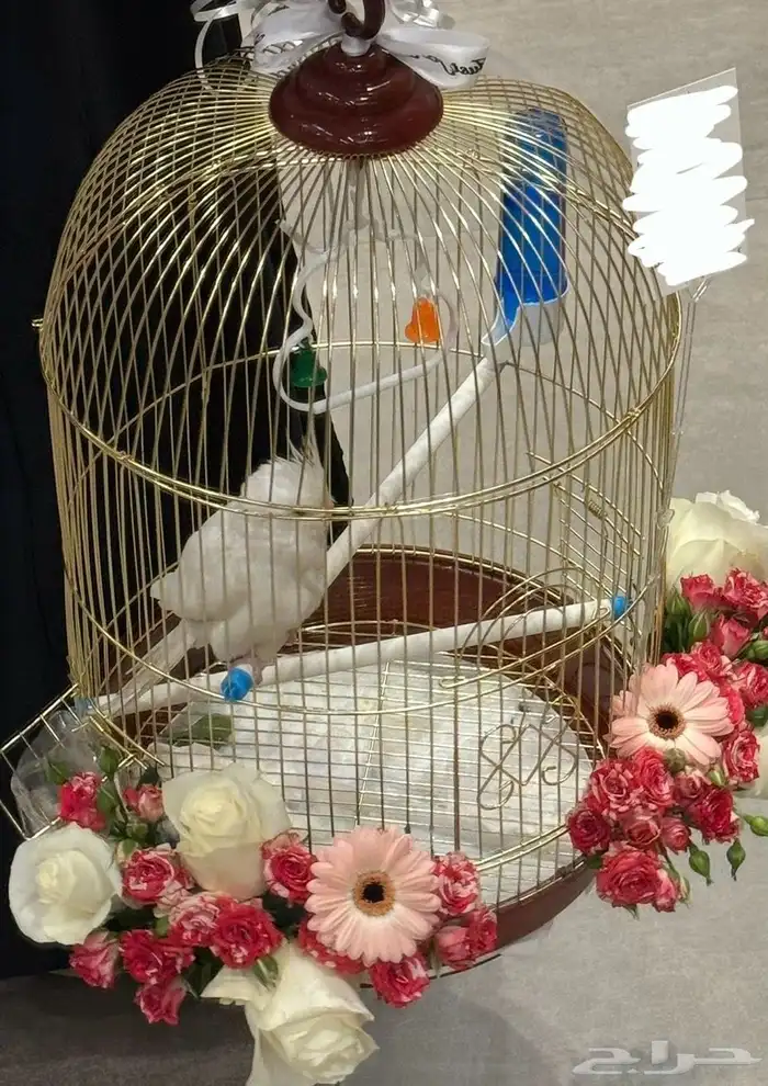 كروان البينو عيون حمراء 1