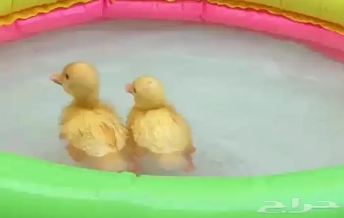 بطتين صغار عمرها اسبوع 0