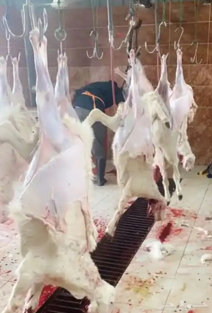 ذبايح حريه من غنم شهران مع السلخ والتوصيل 6