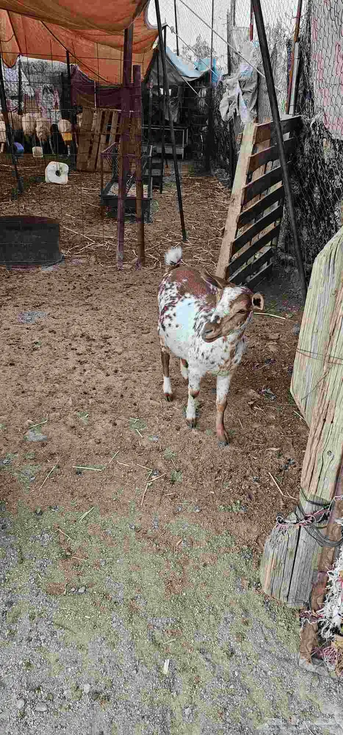 معزا مقاني 1