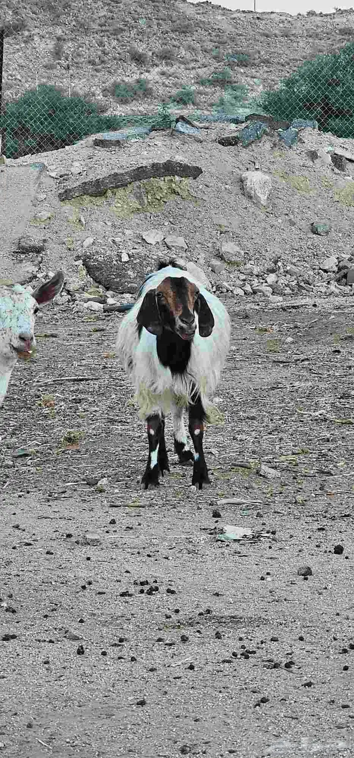 معزا مقاني 2