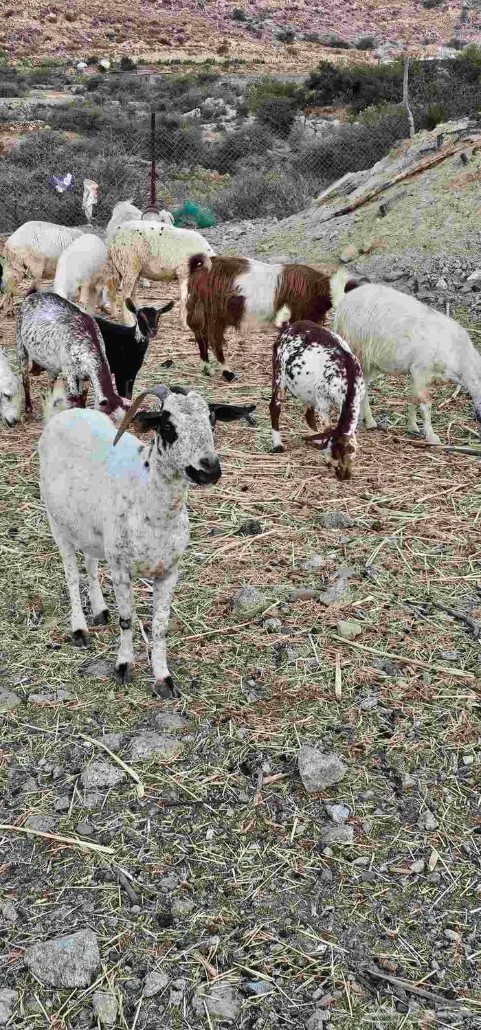 معزا مقاني 5