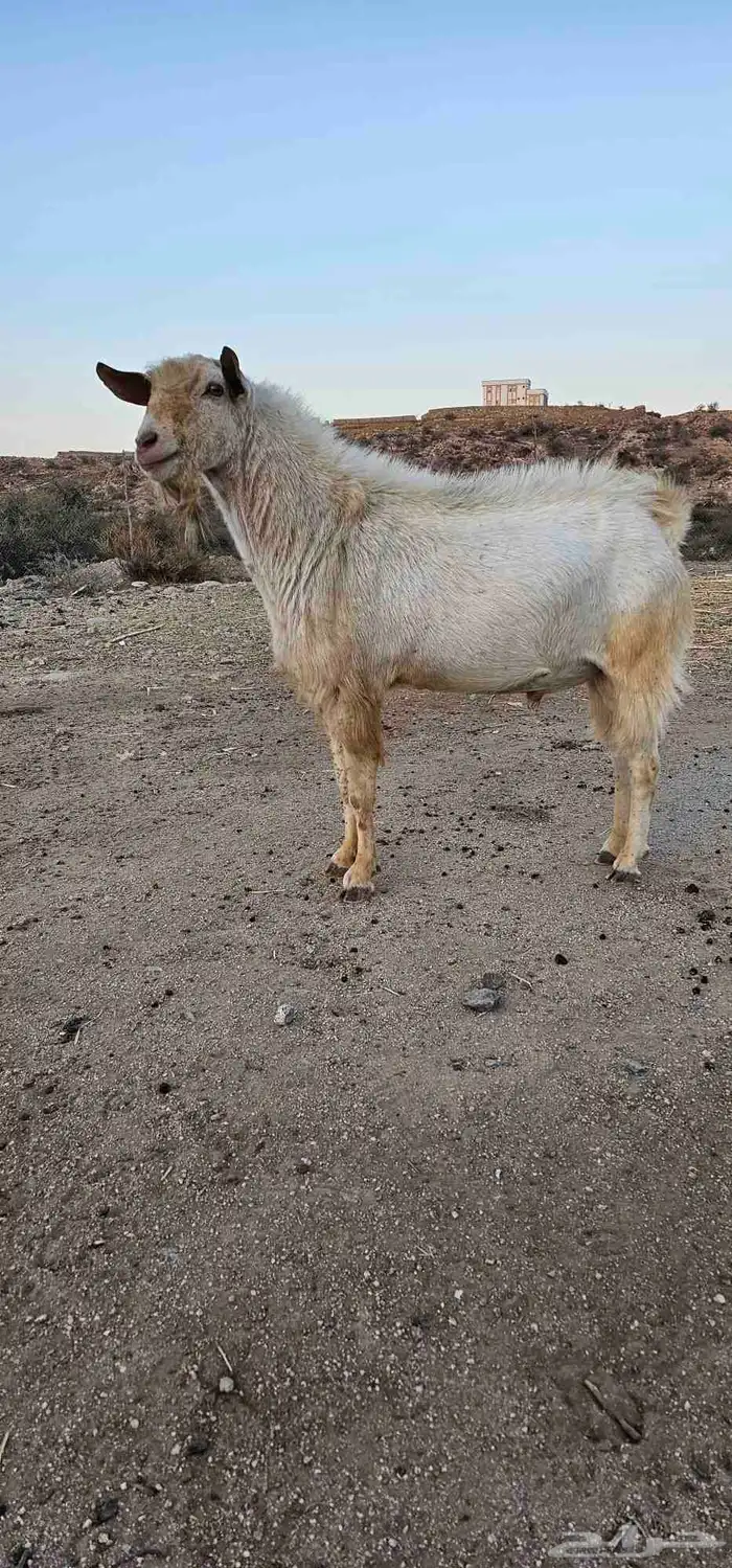 معزا مقاني 8