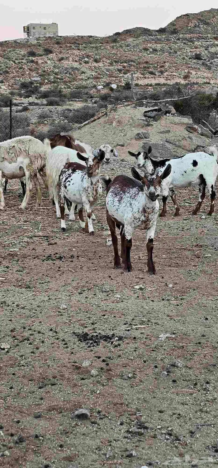 معزا مقاني 3